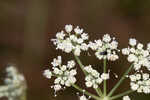 Coastal plain angelica